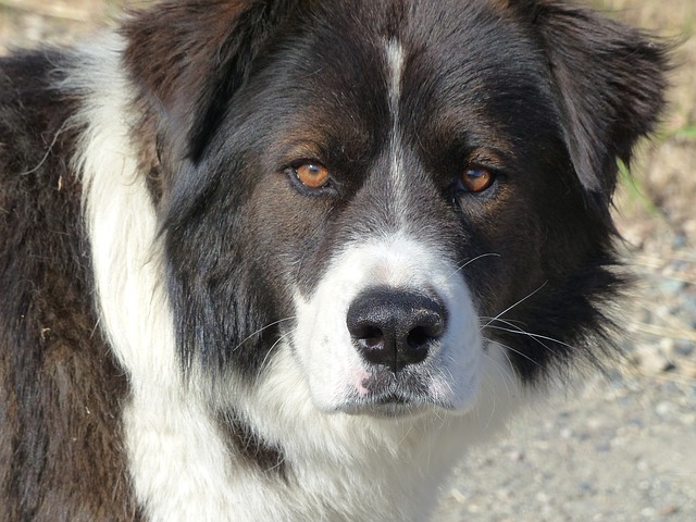 Ook een oudere hond heeft beweging nodig